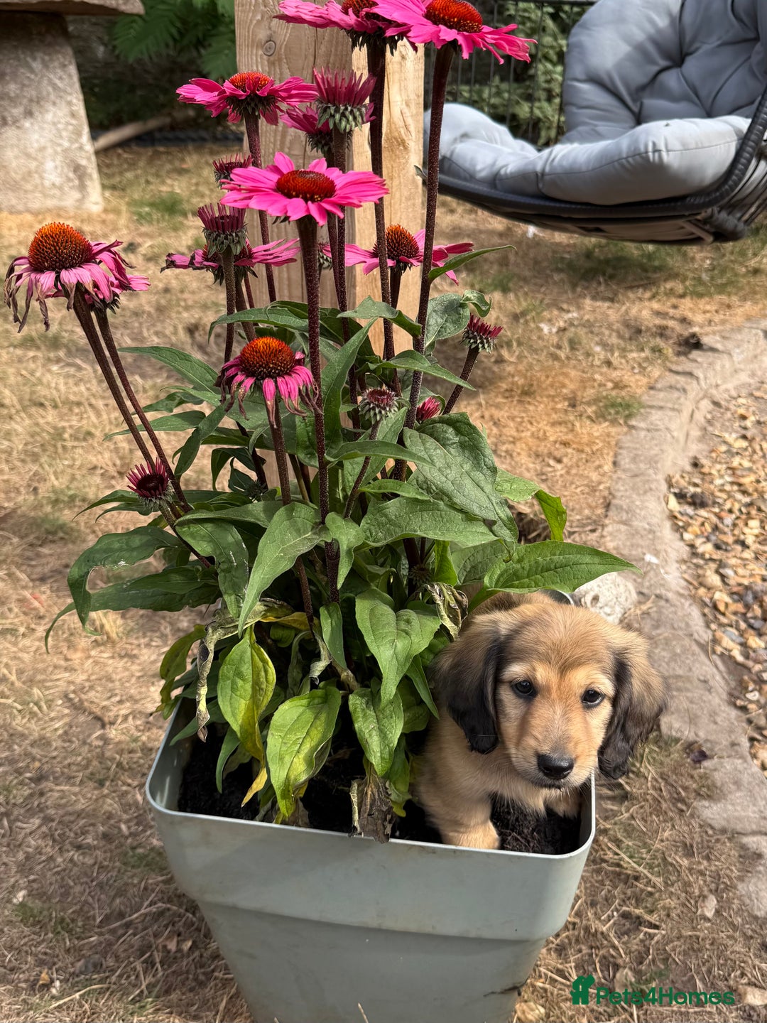 Miniature Dachshund dogs for sale: 2 Male ready to leave Miniature Dachshund  - Image 15
