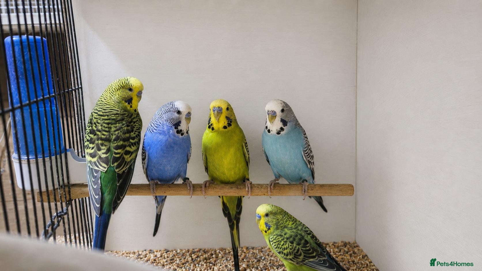 Budgerigars birds 5 male budgies, Cage + starter pack available  - Advert 8