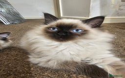 Ragdoll cats for sale: Ready now, 1 male and 3 female ragdoll kittens - Image 9