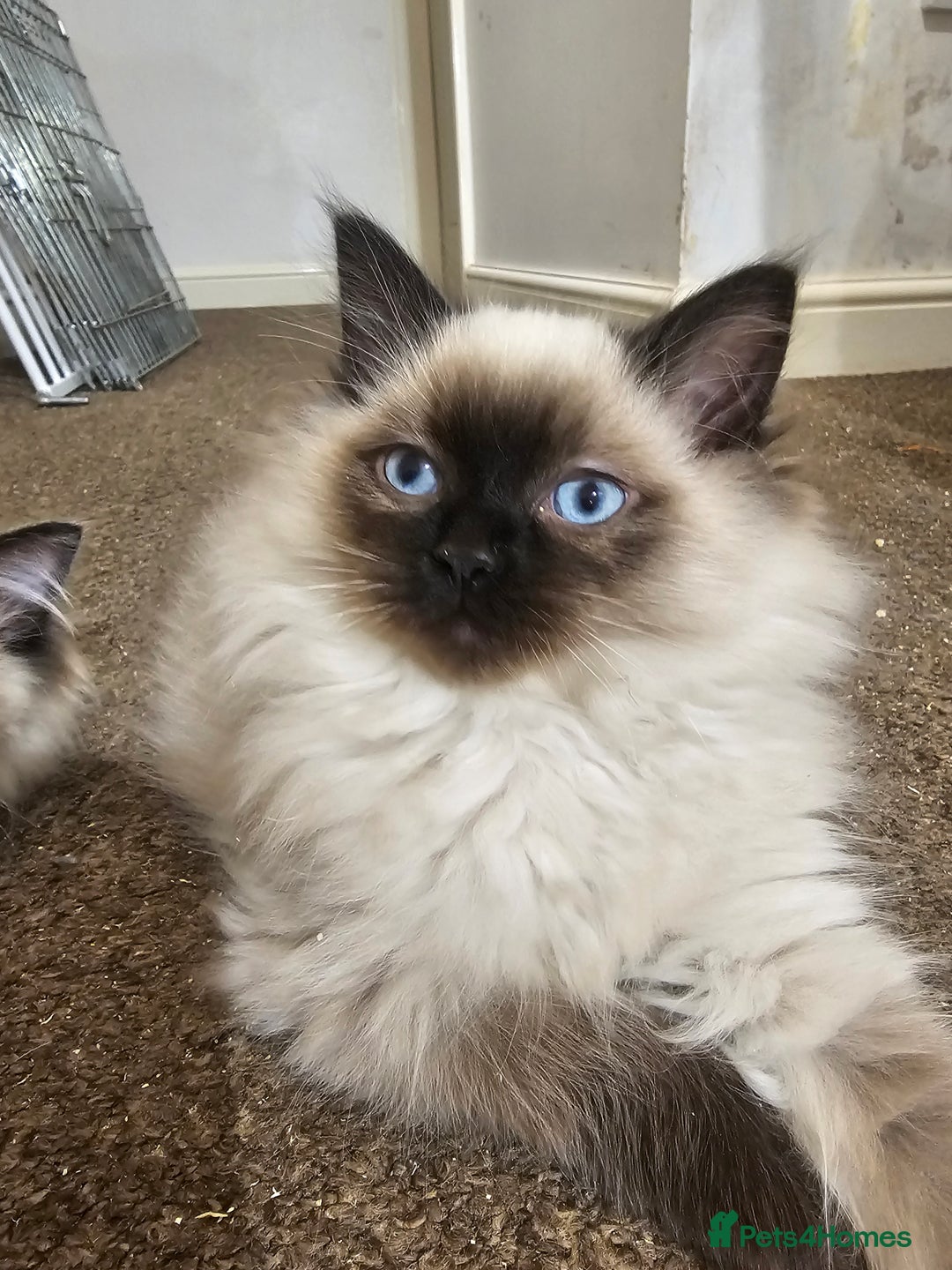Ragdoll cats for sale: Ready now, 1 male and 3 female ragdoll kittens - Image 9