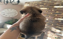 Miniature Dachshund dogs for sale: long haired miniature dachshund puppies - Image 12