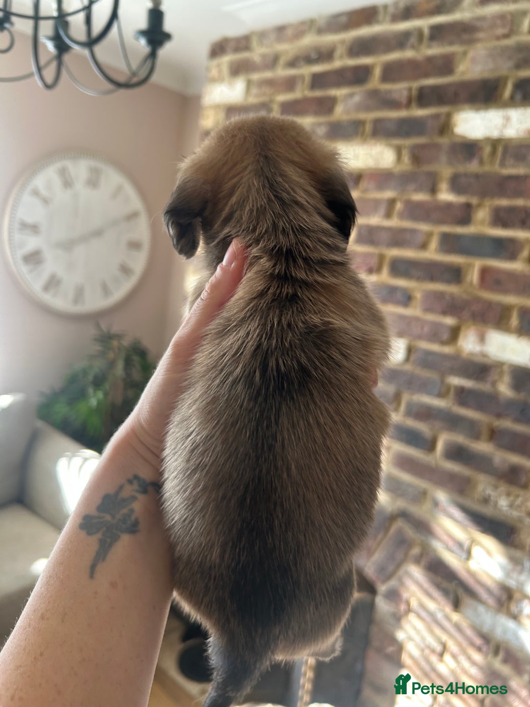 Miniature Dachshund dogs for sale: long haired miniature dachshund puppies - Image 12