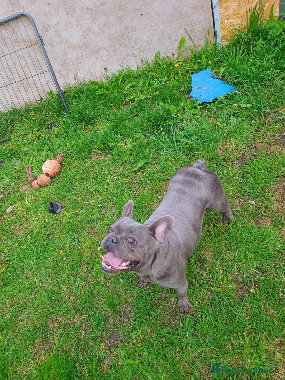 French Bulldog dogs for sale: KC reg 4 panel tested adult female french bulldog  - Advert 2