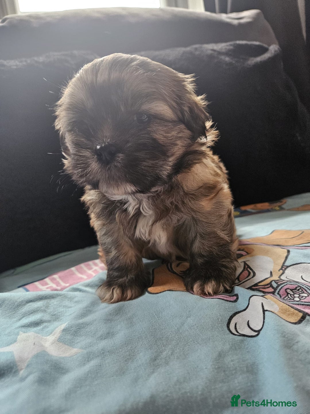 Shihpoo dogs for sale: F1B Shihpoo Teddy Bear Puppy's  - Image 9