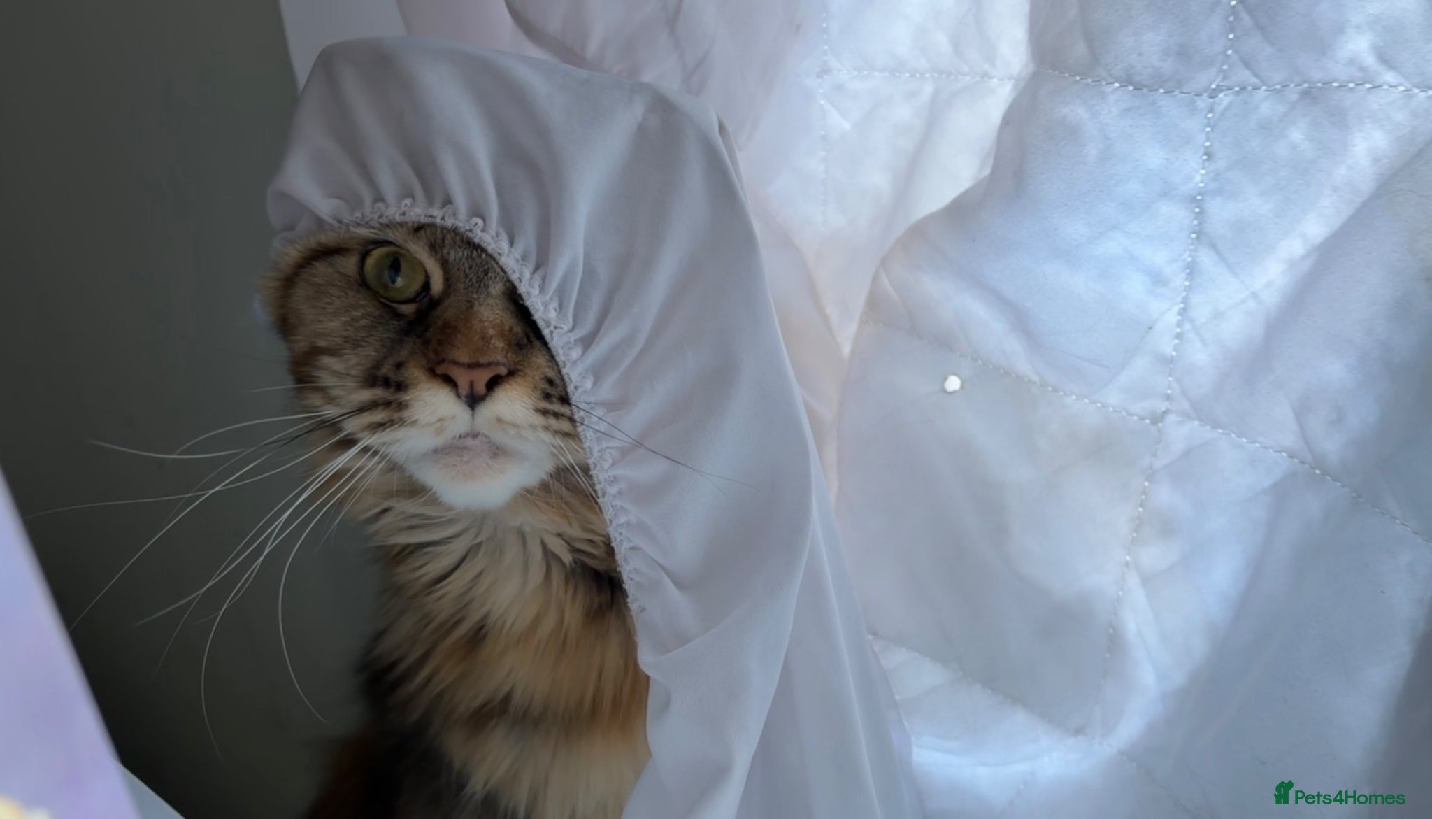 Maine Coon cats for sale: TICA Mainecoon Litter Due  - Advert 9
