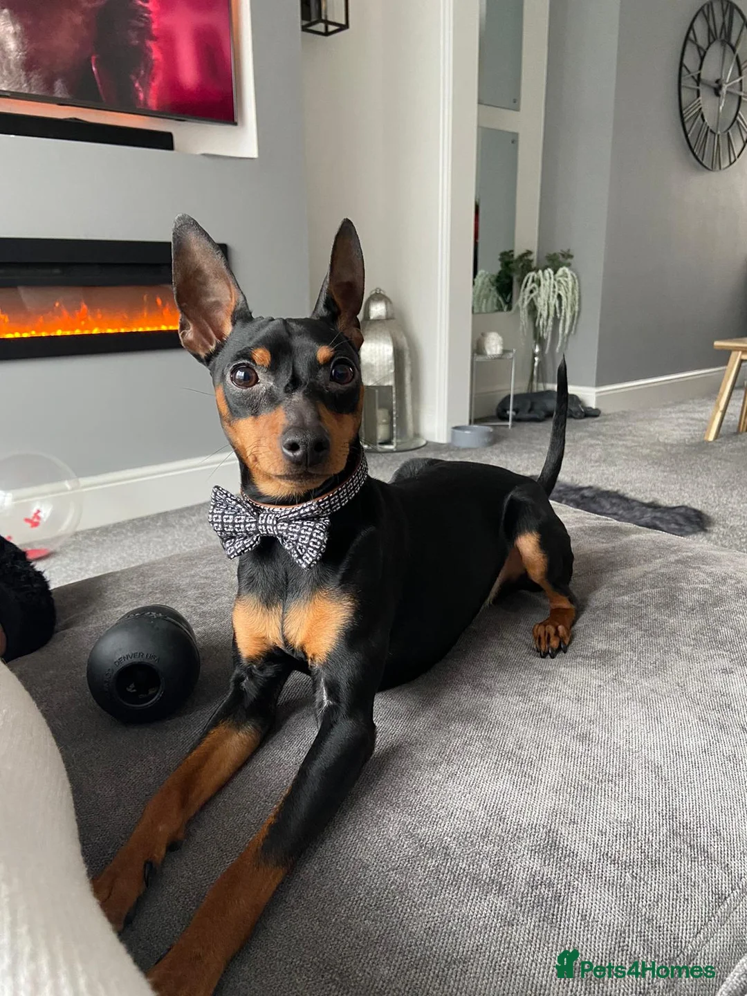Miniature Pinscher dogs for stud: Miniature pinscher stud in Shildon - Advert 2