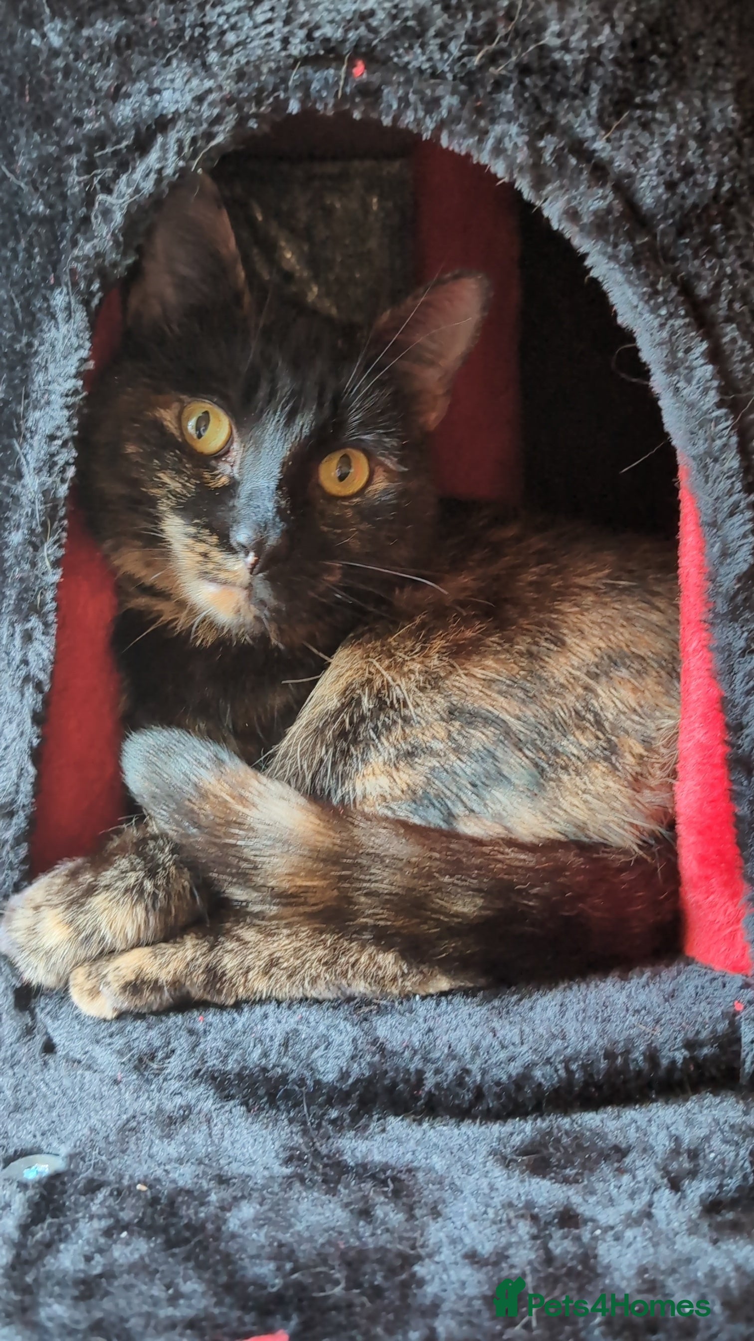 Mixed Breed cats Cat for sale - Advert 1