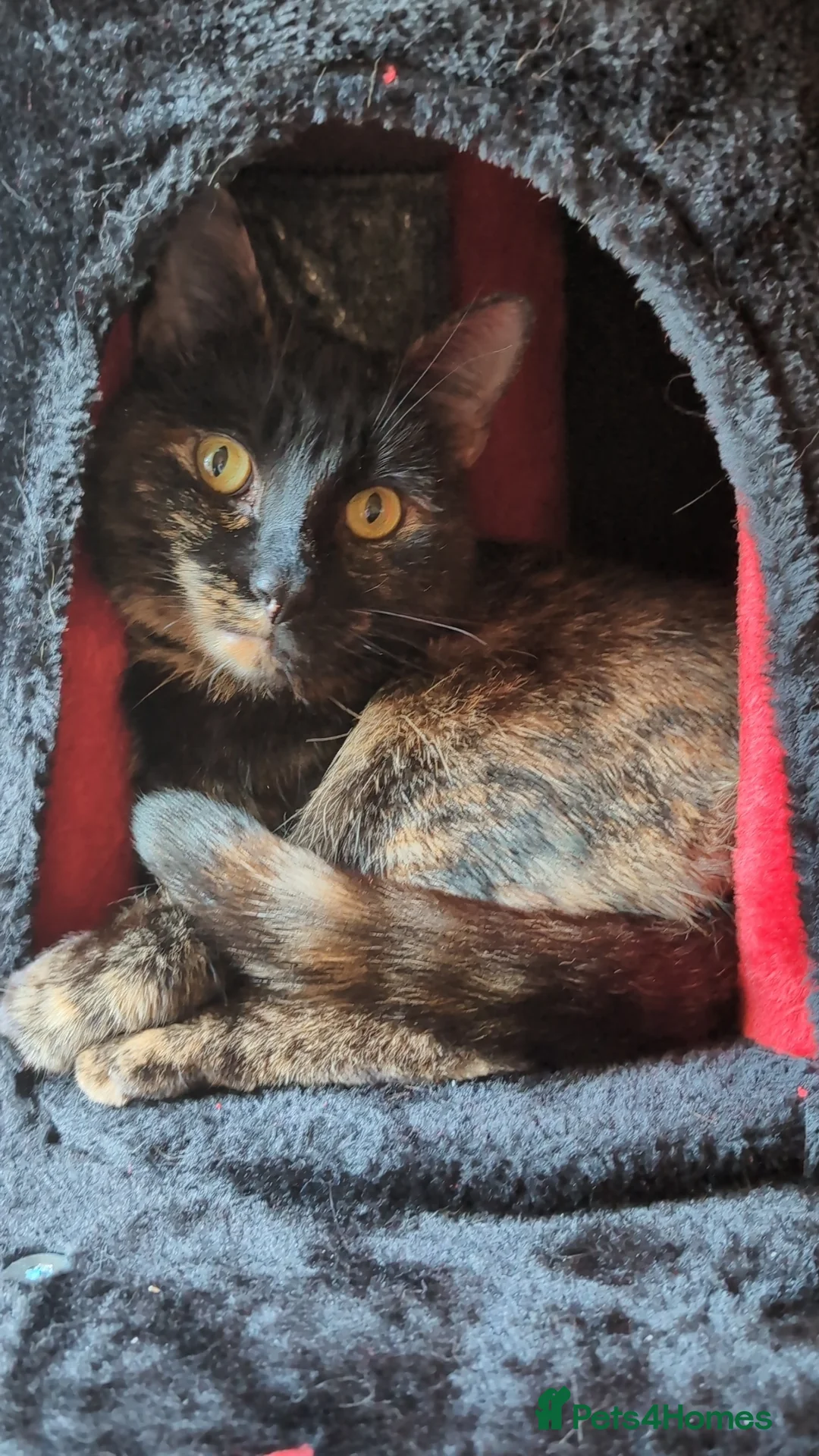 Mixed Breed cats for sale: Cat for sale - Advert 1