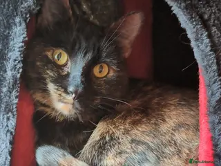 Mixed Breed cats Cat for sale - Advert 1