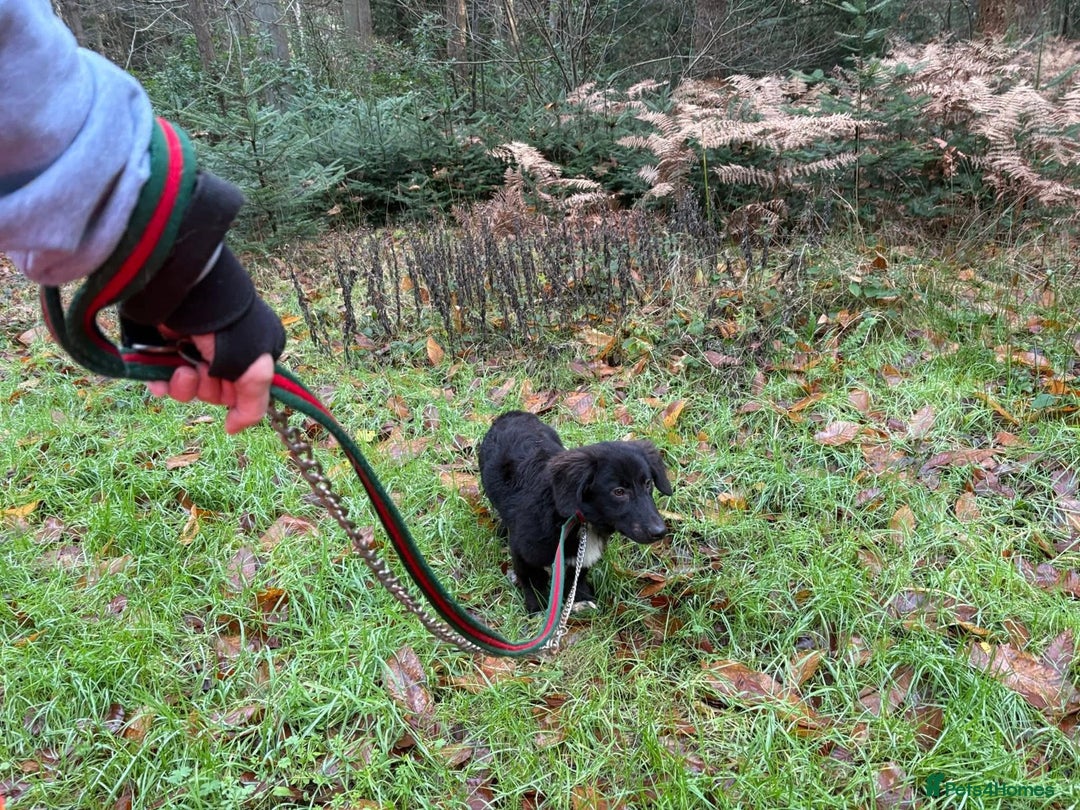 Mixed Breed dogs for adoption: Leo - Norwich Norfolk  - Advert 6