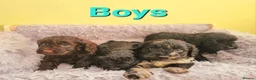 Cockapoo dogs for sale: Cockapoo puppies - Advert 10
