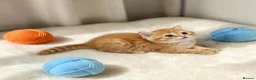 Scottish Fold cats for sale: Adorable Scottish Fold Straight Ear Tabby Kittens  - Advert 11