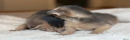 Abyssinian cats for sale:     Gorgeous kittens from champion parents 😽 - Advert 19