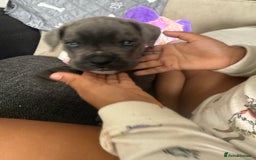 Cane Corso dogs for sale: Beautiful Cane Corso puppies for sale  - Image 9