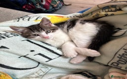 Mixed Breed cats for sale: Dennis - 20 weeks old - Image 3