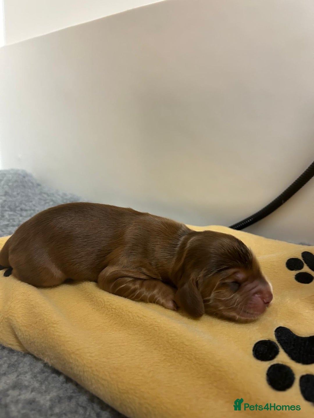 Cocker Spaniel dogs for sale: Show Cocker Spaniel Puppies - Advert 3