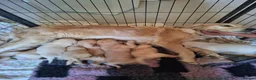 Golden Retriever dogs for sale: Golden Retriever KC Registered Puppies - Advert 5