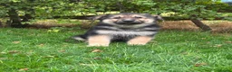 German Shepherd dogs for sale: Pedigree German shepherd puppies  in Ashford - Advert 11