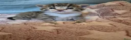 Mixed Breed cats for sale: Stunning Mixed breed kittens for sale! - Advert 6