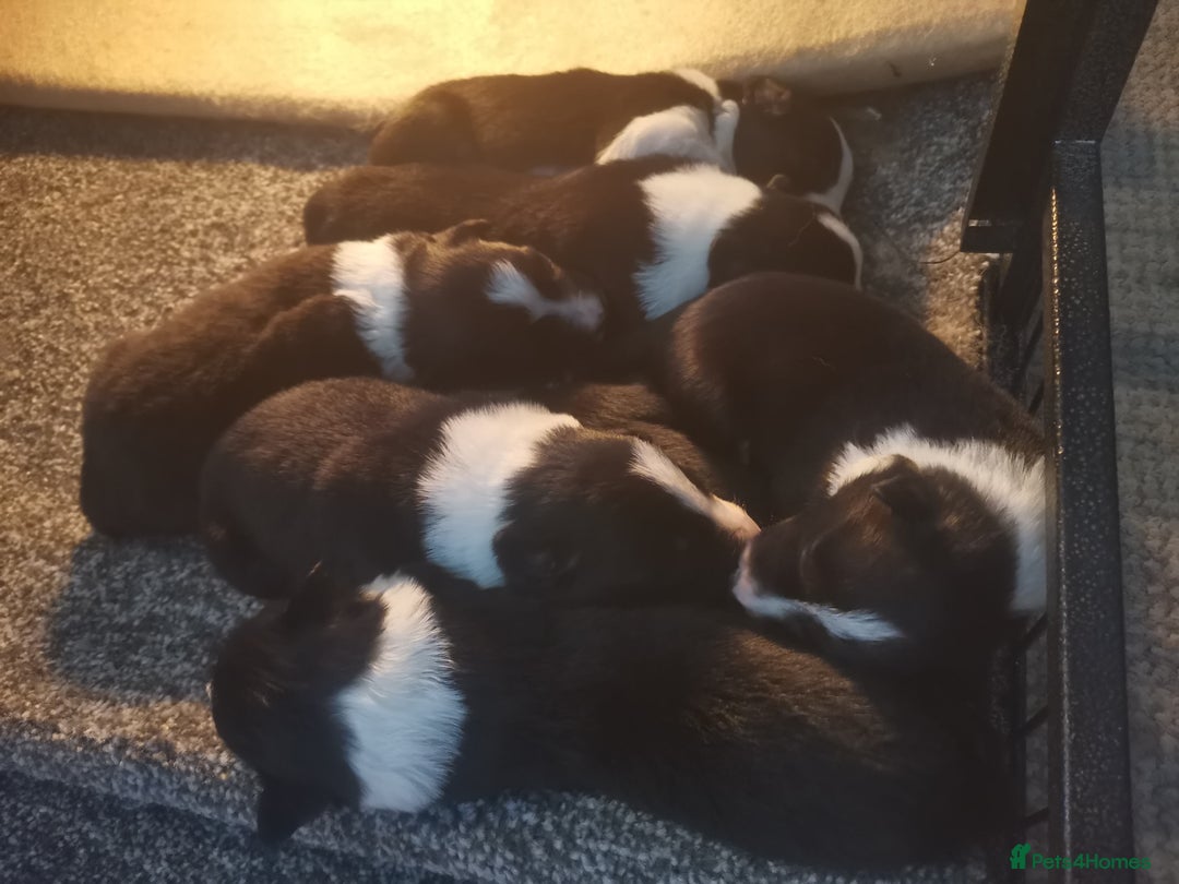 Border Collie dogs for sale: Beautiful litter of border collie puppies - Image 6