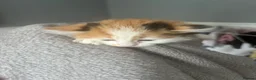 Domestic Shorthair cats for sale: Kittens - Advert 3