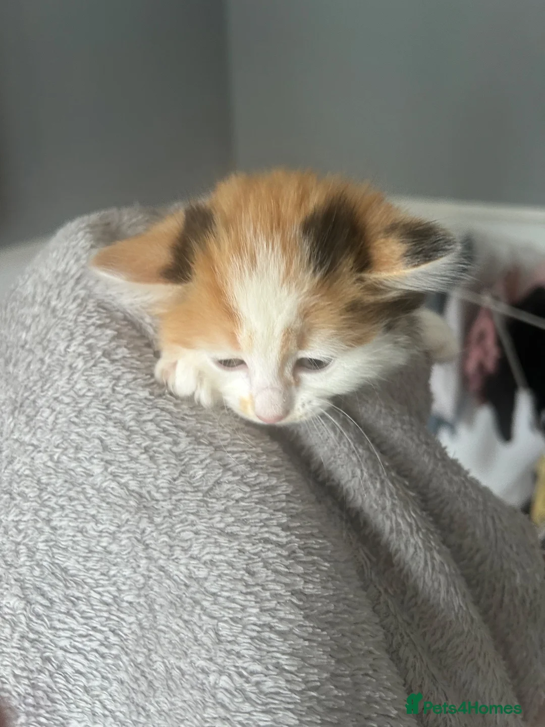 Domestic Shorthair cats for sale: Kittens - Advert 3