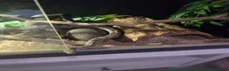 Corn Snake reptiles for sale: Corn snake and enclosure for sale in Highbridge - Advert 2