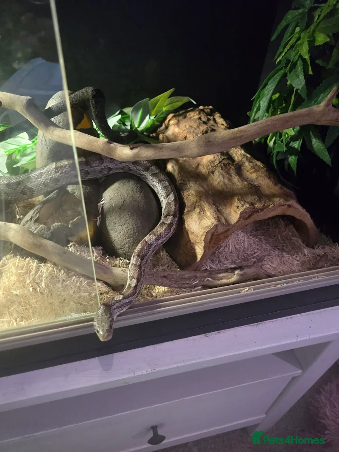 Corn Snake reptiles for sale: Corn snake and enclosure for sale in Highbridge - Advert 2
