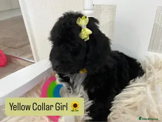 Cockapoo dogs F1 Cockapoo Puppies 1 Girl Available ! - Advert 9