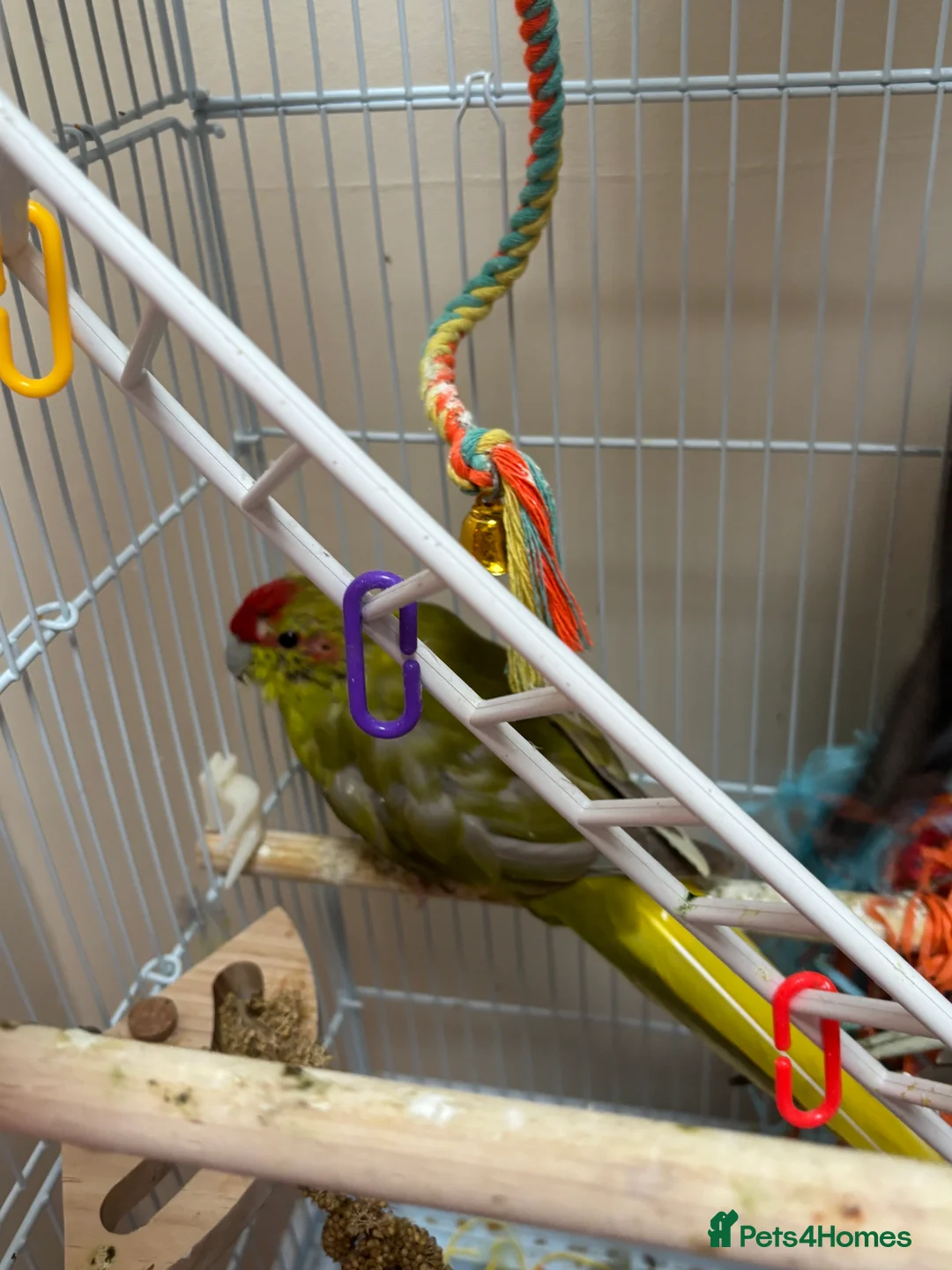 Cockatiels birds for sale: Birds for sale in Gateshead - Advert 6