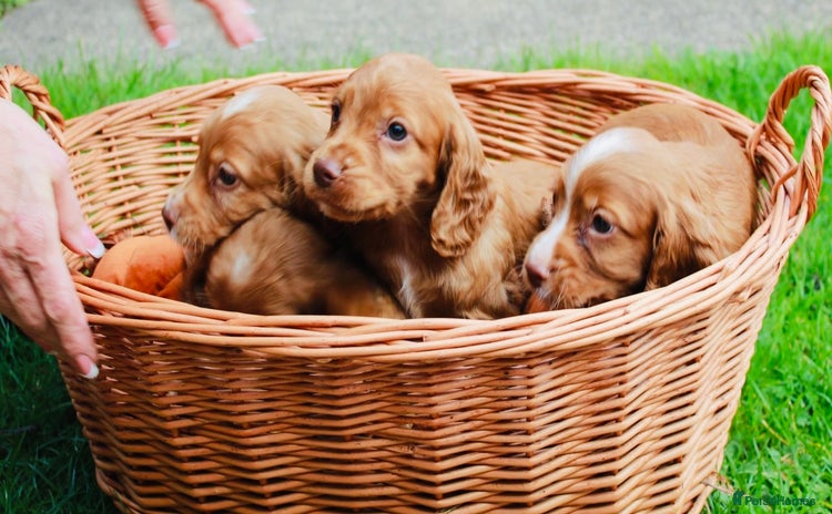 Cocker Spaniel dogs - Advert 4