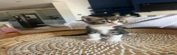Ragdoll cats for sale: Beautiful Maine Coon × Ragdoll Kittens  - Advert 2