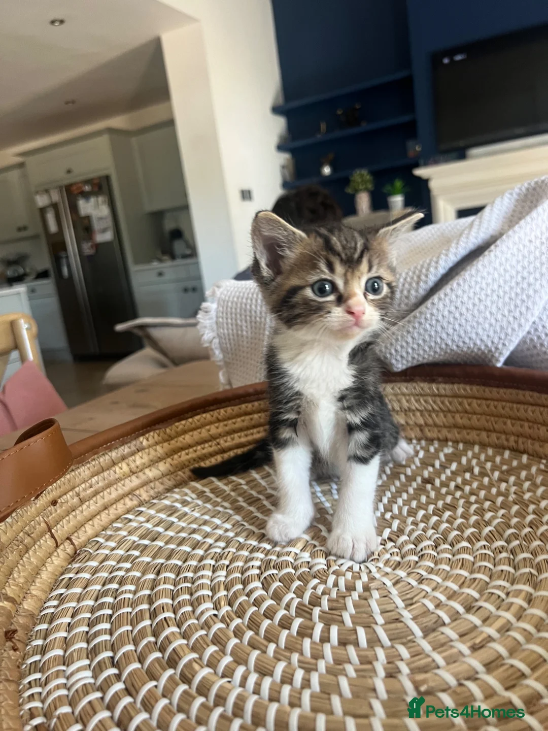 Ragdoll cats for sale: Beautiful Maine Coon × Ragdoll Kittens  - Advert 2