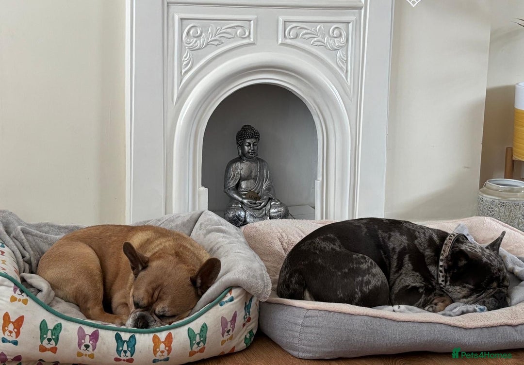 French Bulldog dogs for sale: BART is a 8yr old French bulldog - Image 4