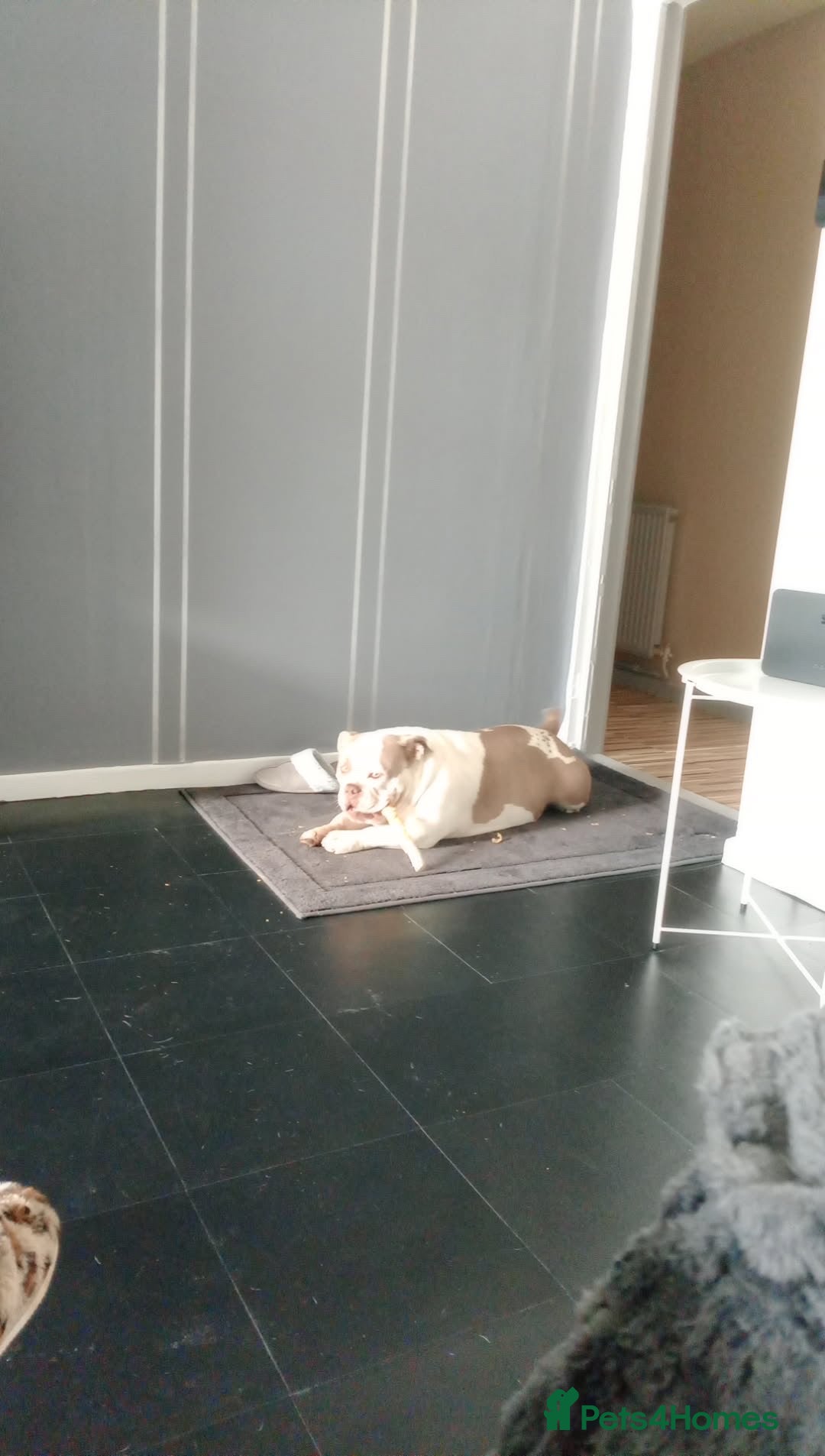 American Bully dogs for sale: MICRO POCKET BULLY  - Image 3