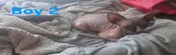Sphynx cats for sale: Adorable Sphynx Kittens – 2 Males & 1 Female  - Advert 9