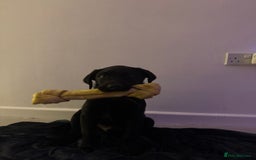Labrador Retriever dogs for sale: Freddie is looking for his forever home  - Advert 7