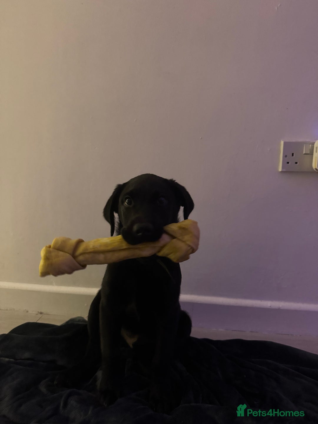 Labrador Retriever dogs for sale: Freddie is looking for his forever home  - Advert 7