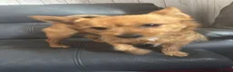 Shorkie dogs for sale: Rehoming  - Advert 4
