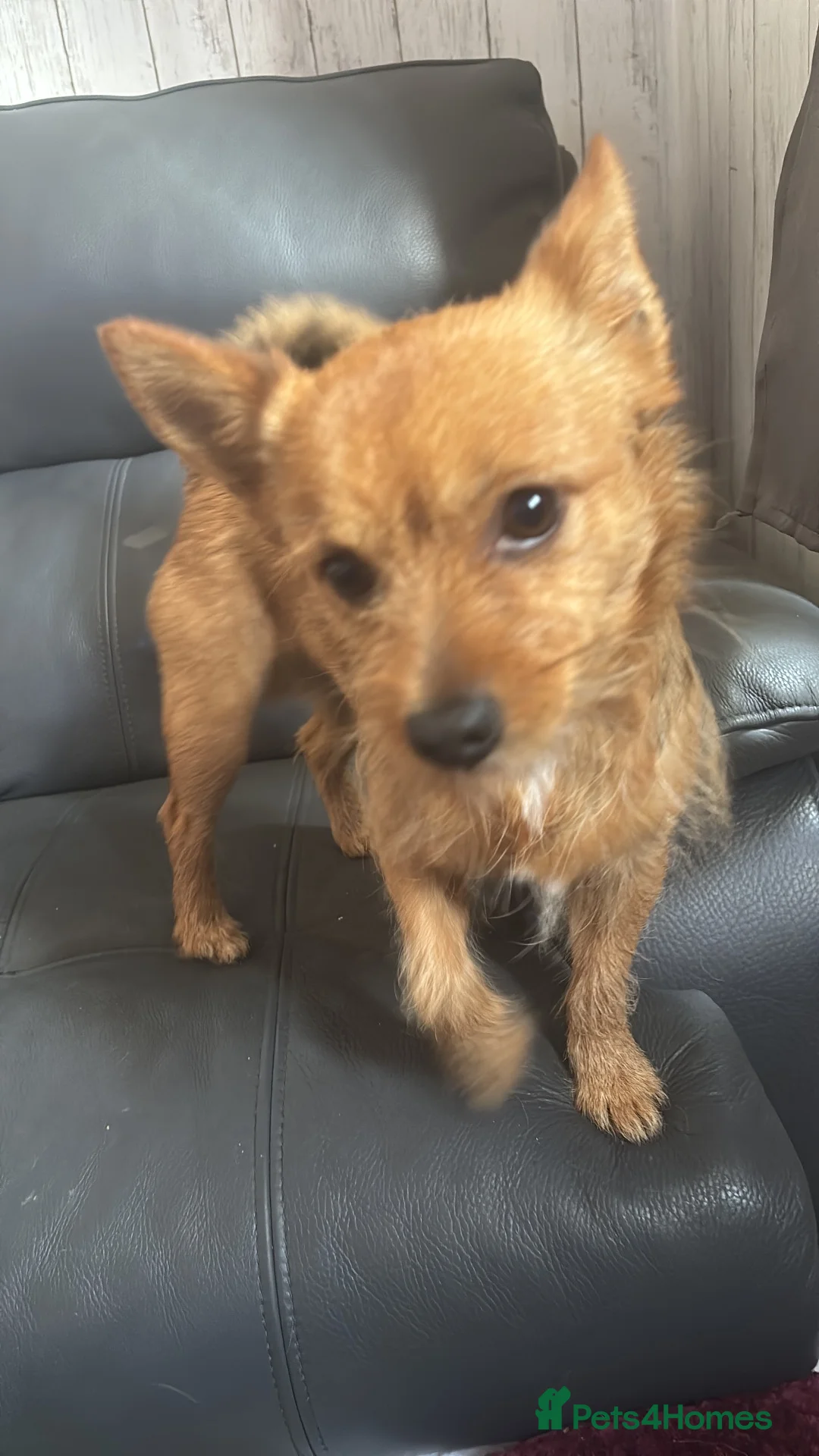 Shorkie dogs for sale: Rehoming  - Advert 4