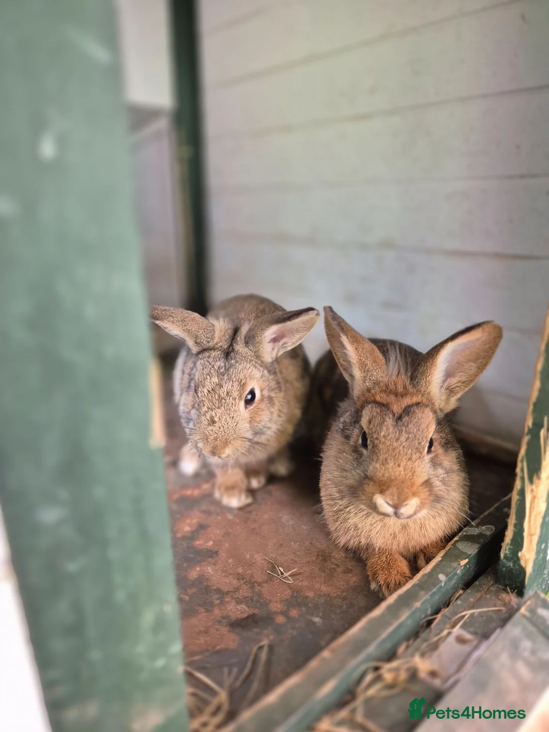 Lionhead rabbits for sale: Mini lop male and lion head female 4 month old - Advert 2