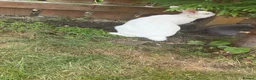 New Zealand rabbits for sale: Female white New Zealand - Advert 3