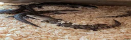 Skink reptiles for sale: Blue tongue skink babies  - Advert 4
