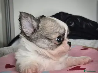 Chihuahua dogs KC Beautiful Chihuahua boy - Advert 6