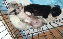 Mixed Breed dogs for sale: Papillon x collie - Image 8