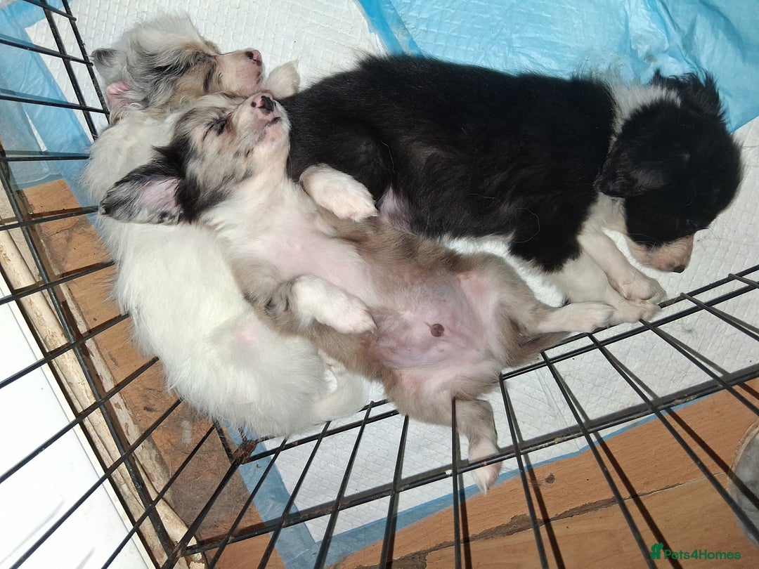 Mixed Breed dogs for sale: Papillon x collie - Image 8