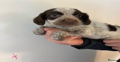 Cocker Spaniel dogs - Advert 7