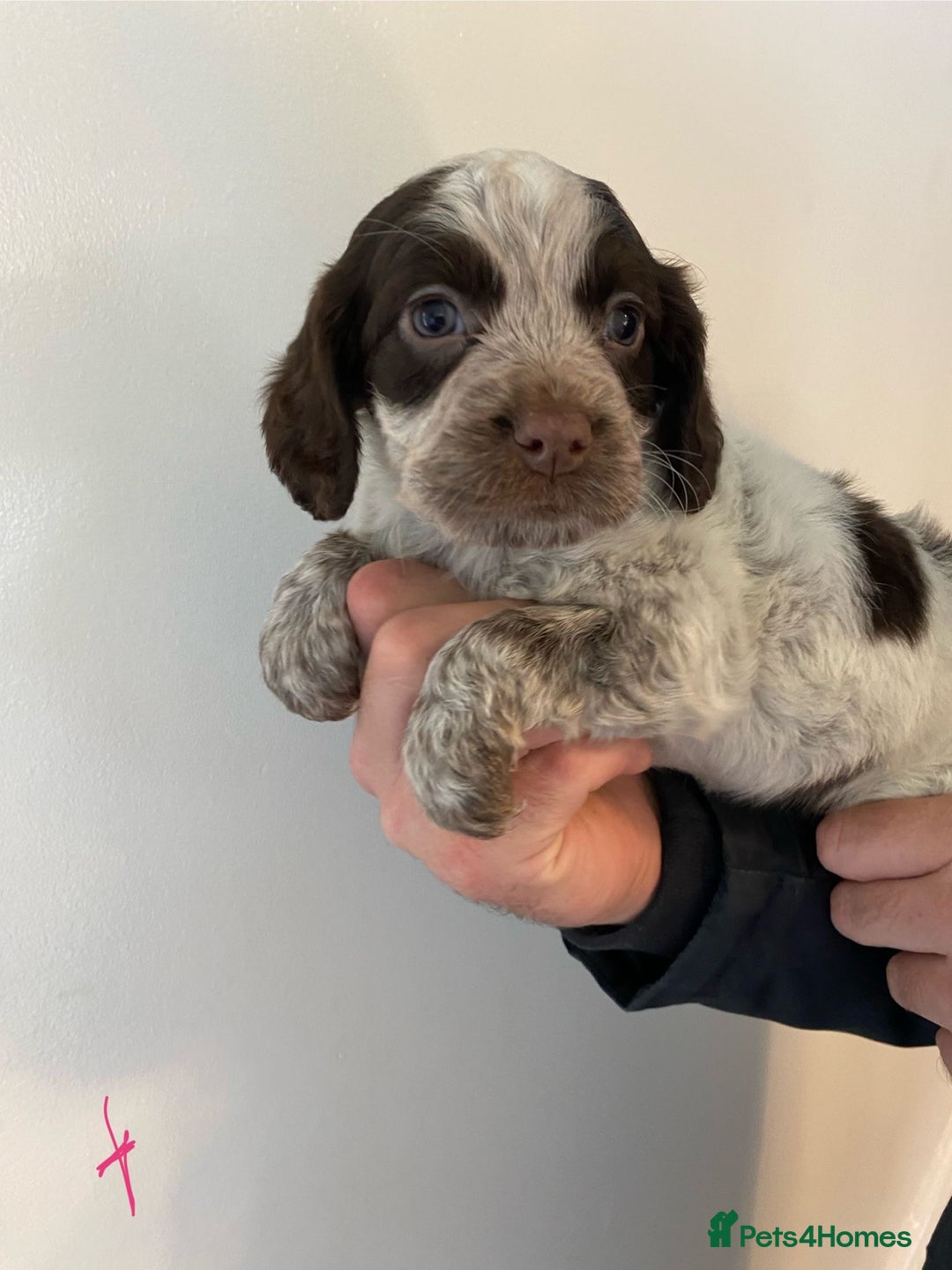 Cocker Spaniel dogs for sale: Working Cocker spaniel puppies  - Image 3