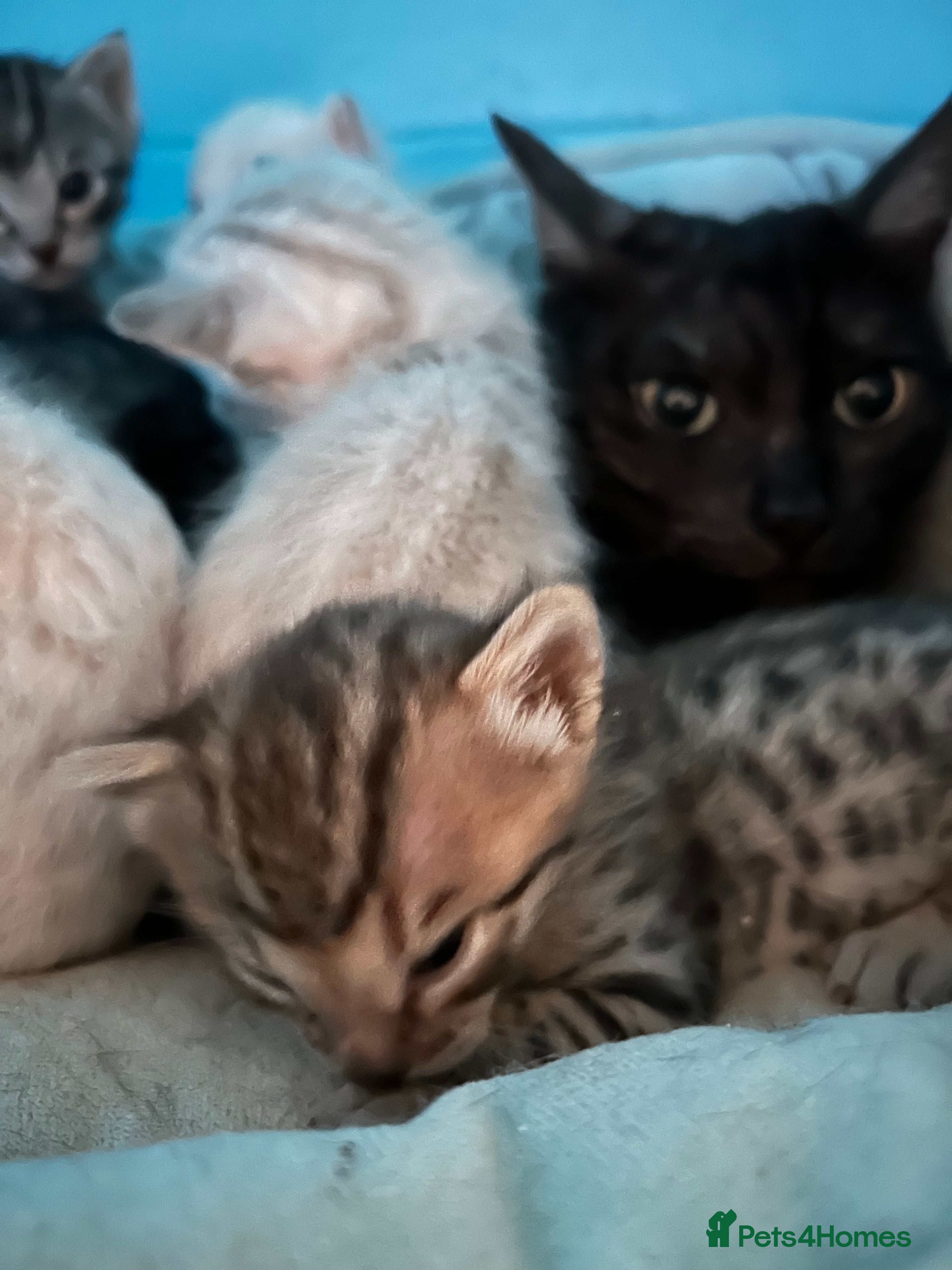 Bengal cats Adorable Bengal kittens  - Advert 2