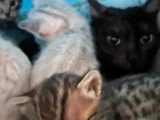 Bengal cats Adorable Bengal kittens - Advert 2